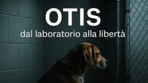 cane salvato laboratorio, cane abbracciato uomo, cane corre sulla spiaggia