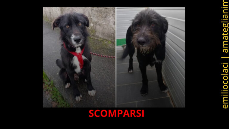 Bart e Blacky scomparsi dopo un atto vandalico. L’appello urgente dell’associazione Salvami