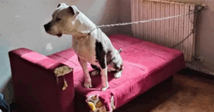 Argo cane ucciso Bologna