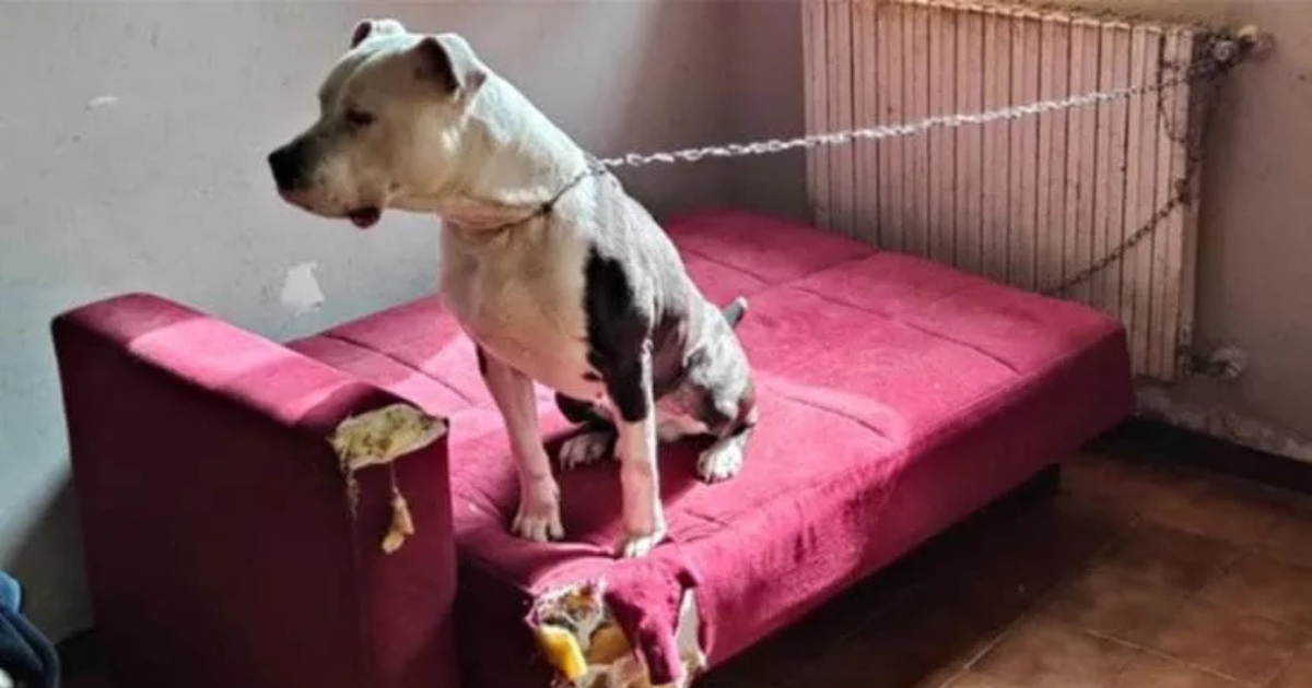 Argo cane ucciso Bologna