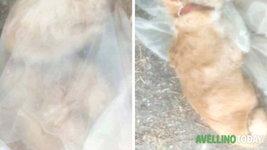 Cane morto Avellino - A Domicella (Avellino) il corpo di un cane è stato ritrovato all’interno di una busta in strada. Denuncia formale, ma nessun colpevole. Anche il microchip non porta a nulla.