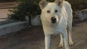 Angelo-cane-ucciso