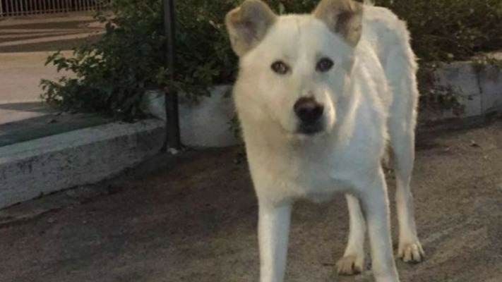 Angelo-cane-ucciso