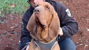 Bruno cane eroe ucciso chiodi