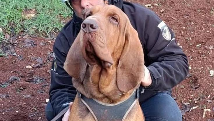 Bruno cane eroe ucciso chiodi