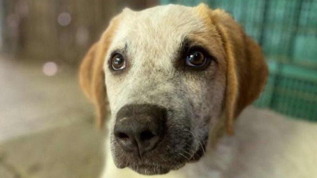 cane adotta roma