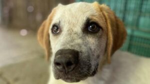 cane adotta roma