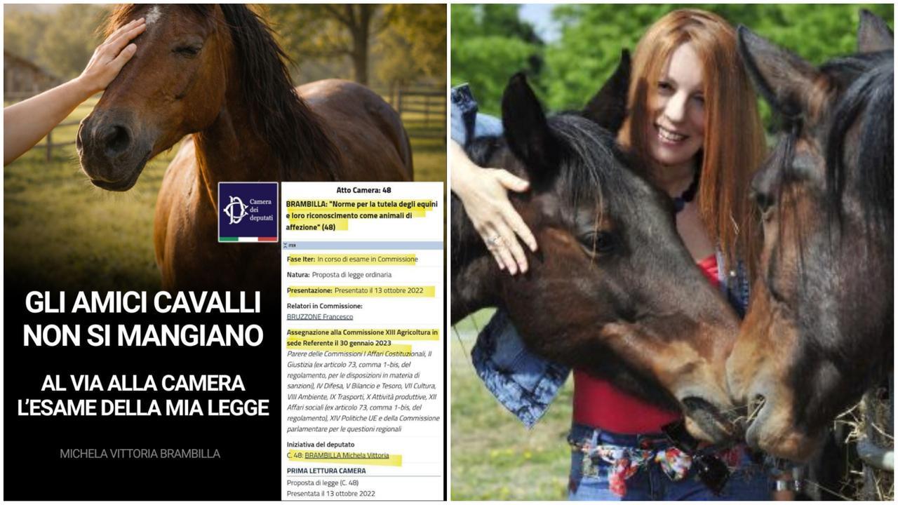 Brambilla Legge Cavalli