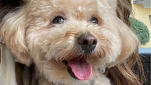 cane ucciso Rrescia legge brambilla