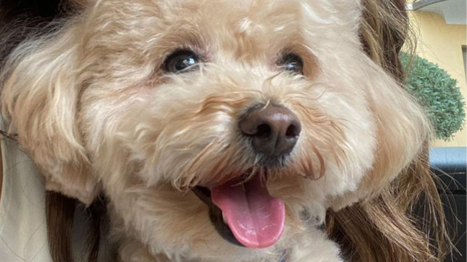 cane ucciso Rrescia legge brambilla