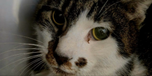 Roma gattina abusata