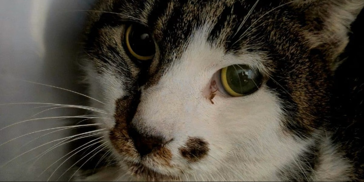 Roma gattina abusata
