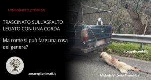 Cane Trascinato Longobucco