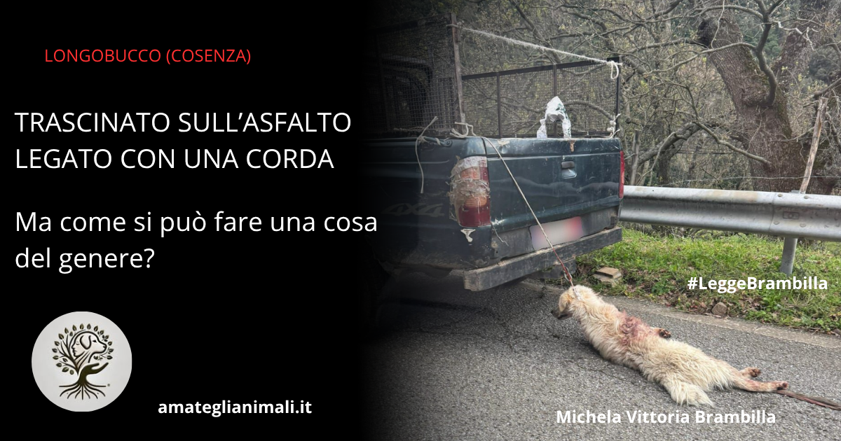 Cane Trascinato Longobucco