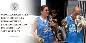 SCIACCA, GRAZIE ALLA LEGGE BRAMBILLA LEIDAA OTTIENE L’AFFIDO DEFINITIVO DEI CINQUE CANI SOPRAVVISSUTI