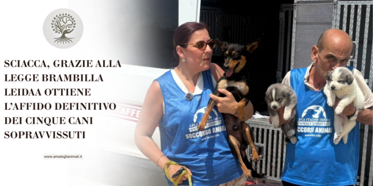 SCIACCA, GRAZIE ALLA LEGGE BRAMBILLA LEIDAA OTTIENE L’AFFIDO DEFINITIVO DEI CINQUE CANI SOPRAVVISSUTI