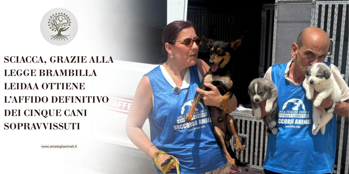 SCIACCA, GRAZIE ALLA LEGGE BRAMBILLA LEIDAA OTTIENE L’AFFIDO DEFINITIVO DEI CINQUE CANI SOPRAVVISSUTI