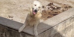 cani sciacca