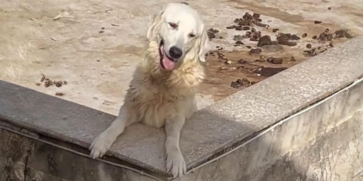 cani sciacca