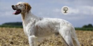setter inglese