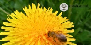 Arnia nel Parco della Biodiversità Unifarco per la conservazione degli habitat a Belluno.