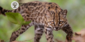Primo piano di un tilcayo, la nuova specie di piccolo gatto selvatico scoperta nelle foreste della Bolivia.