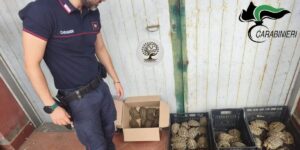 alcune tartarughe protette sequestrate dai Carabinieri CITES in un'abitazione di Trecastagni.
