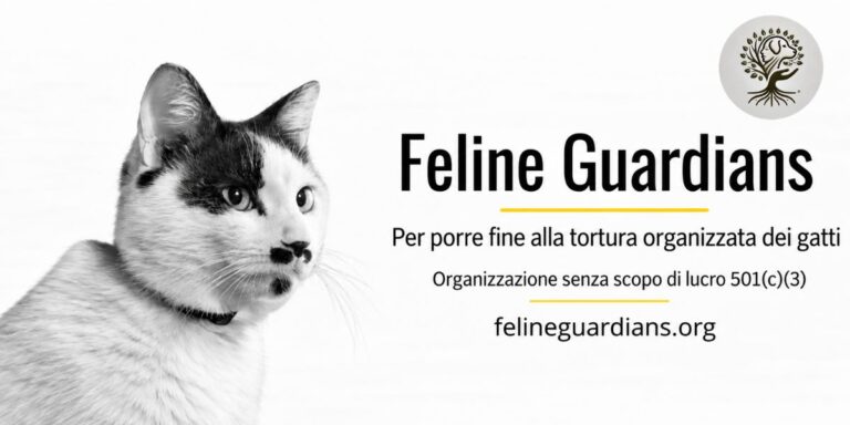 feline guardians roma