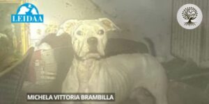 Dogo argentino visibilmente deperito durante l'intervento di recupero a Legnano.